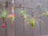 Hanging Plant Display