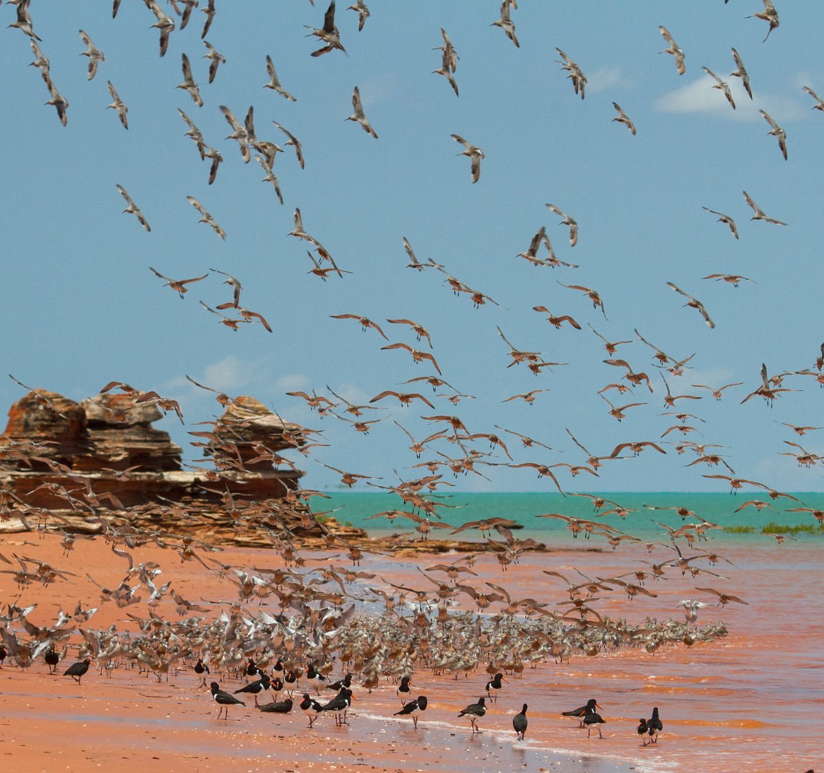 Broome Bird Observatory
