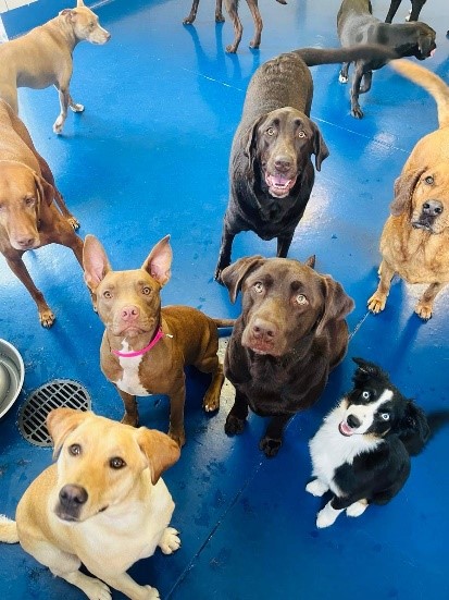 6. Paws Paradise