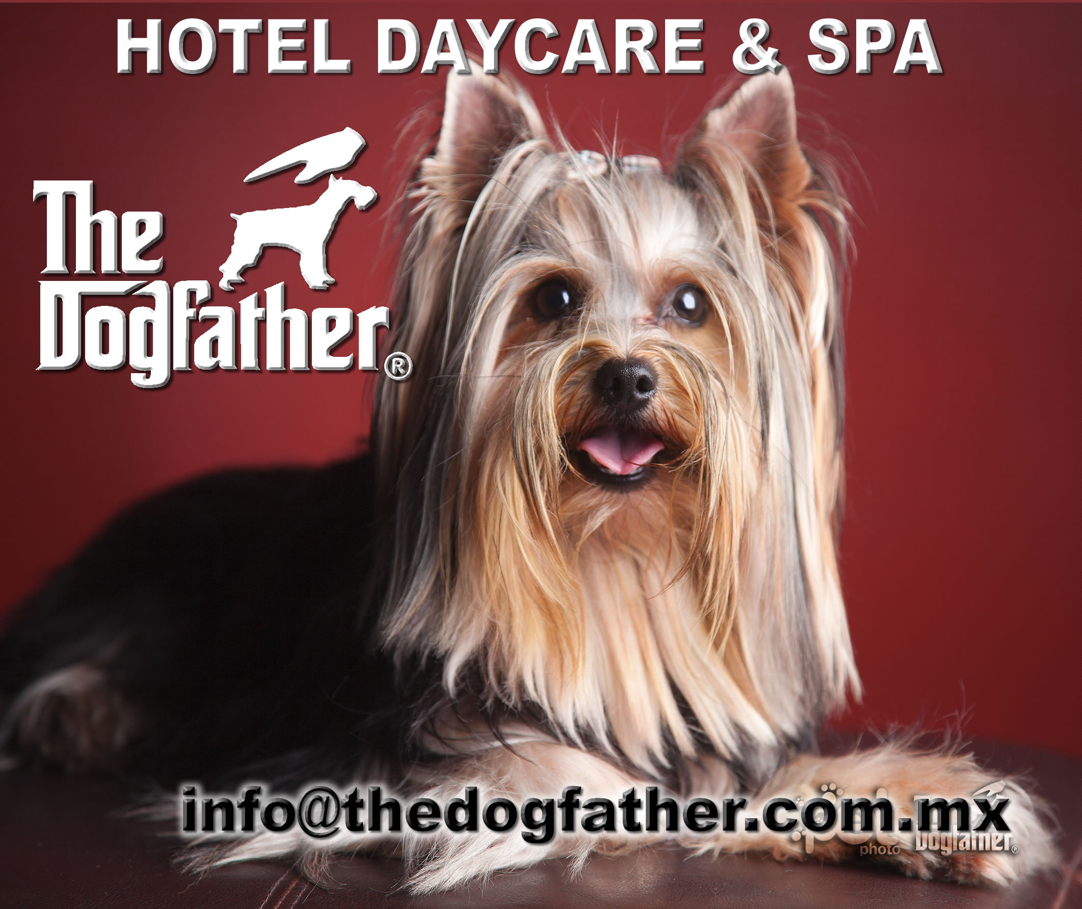 The Dogfather