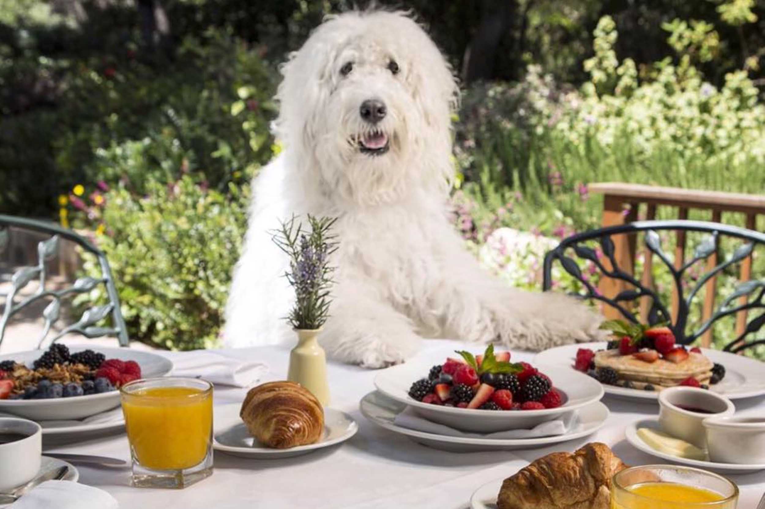 The Pooch's Palate Paradise