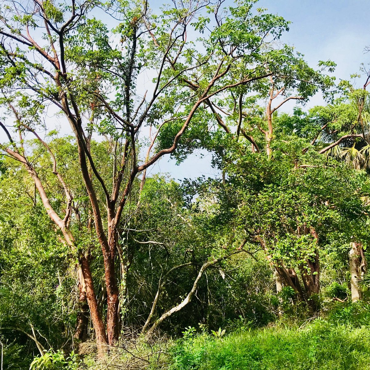 Discover Hugh Taylor Birch State Park