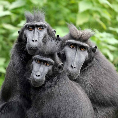 Visita al Zoológico Artis