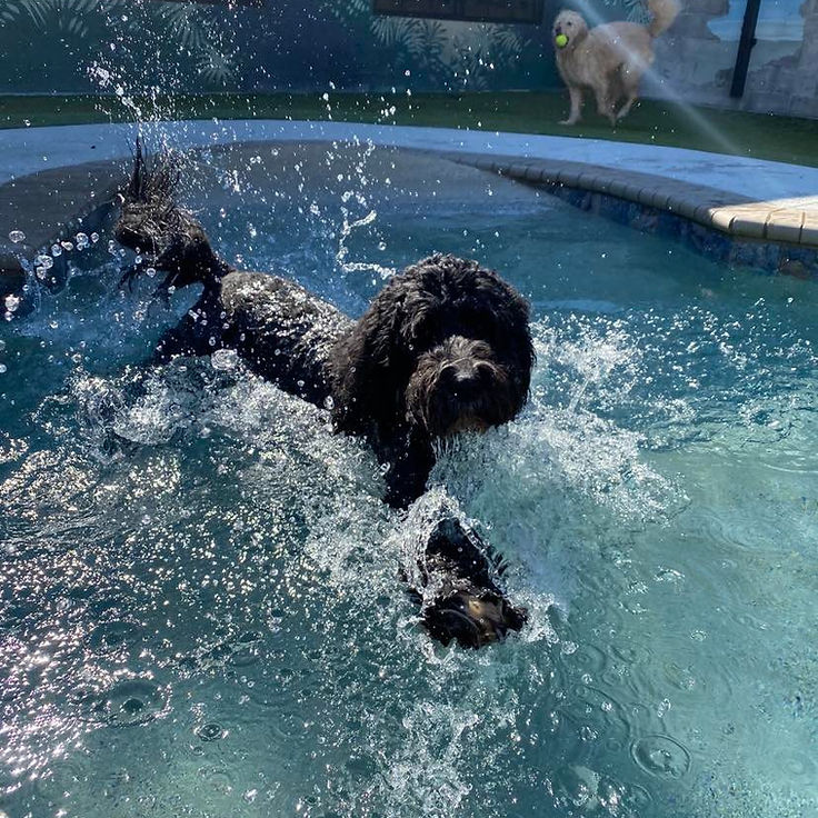Paws & Harmony Resort