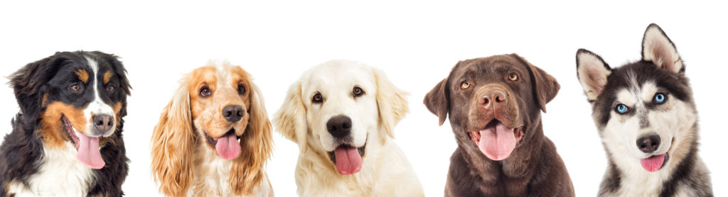 The Doggie Retreat