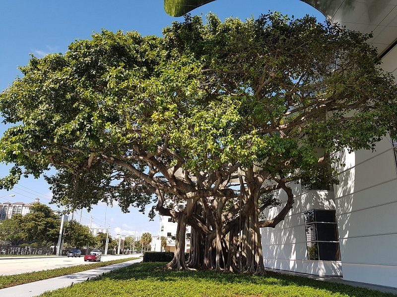 Day 5: Explore Norton Museum of Art and Ann Norton Sculpture Gardens