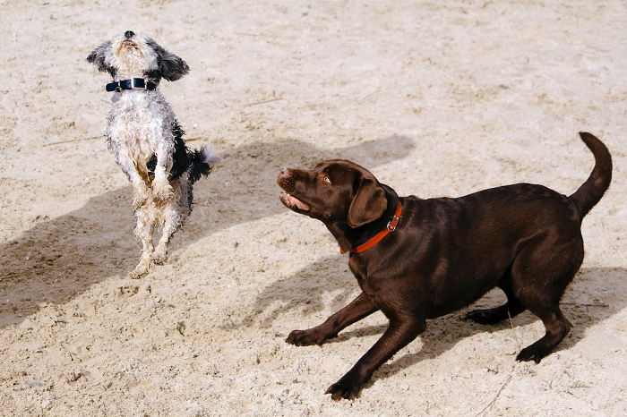 Doggy Delight Retreat