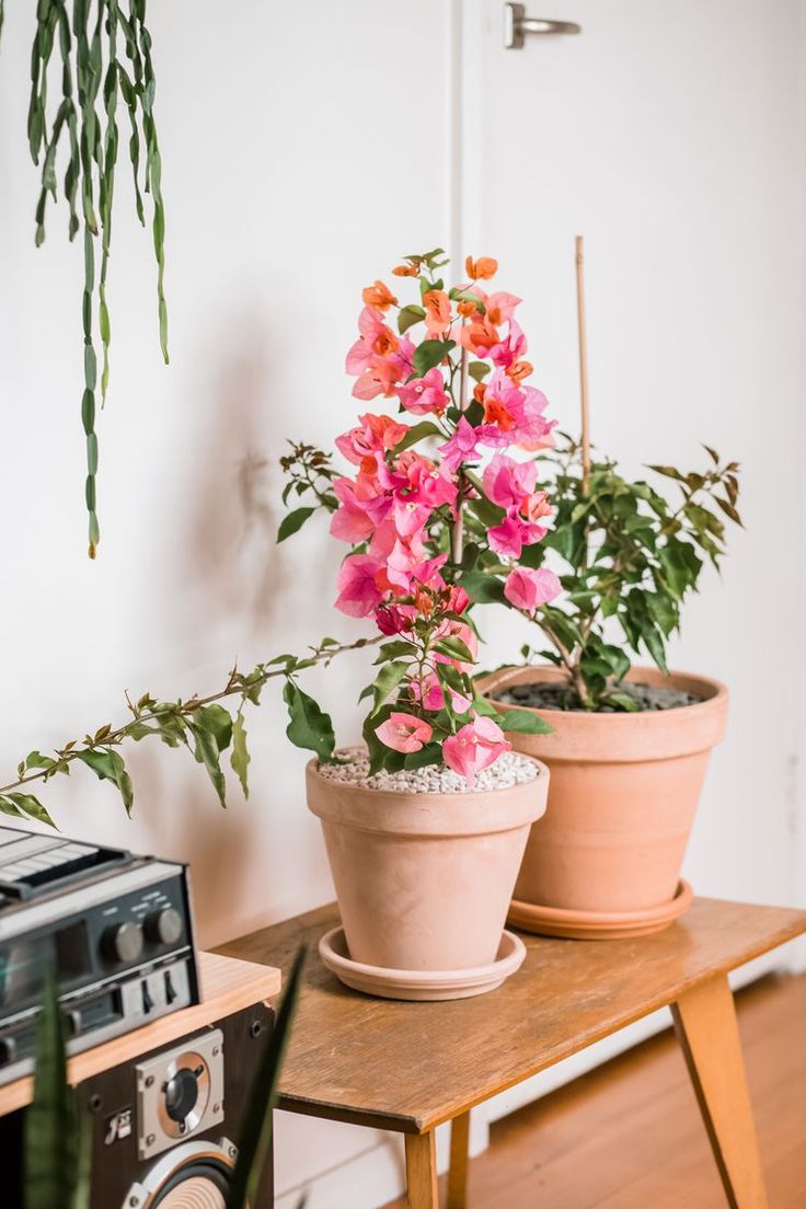 Farmhouse Kitchen with Indoor Carnivorous Plant Garden