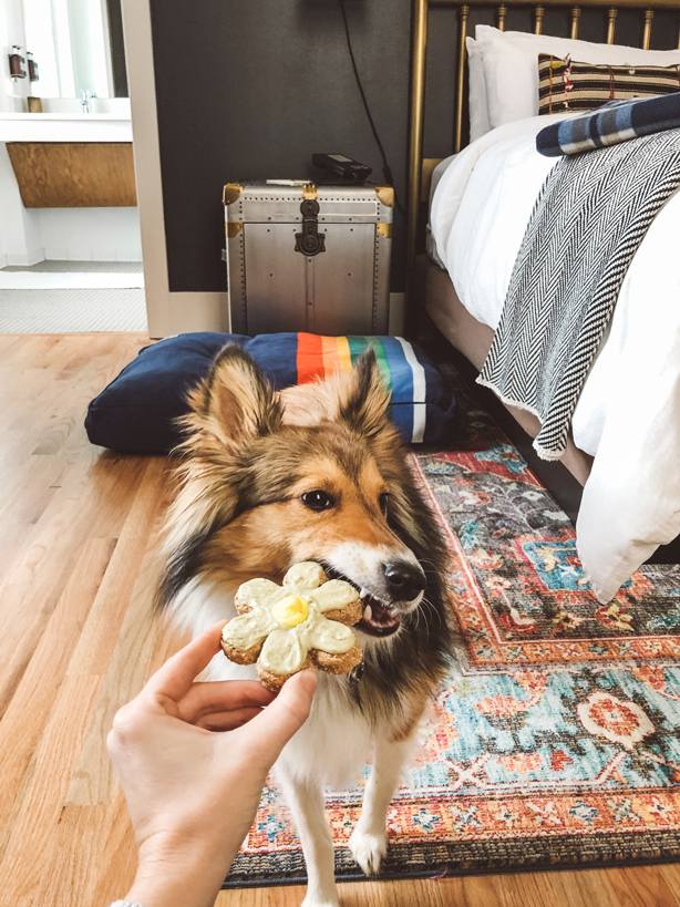 Pawsitively Perfect Hotel