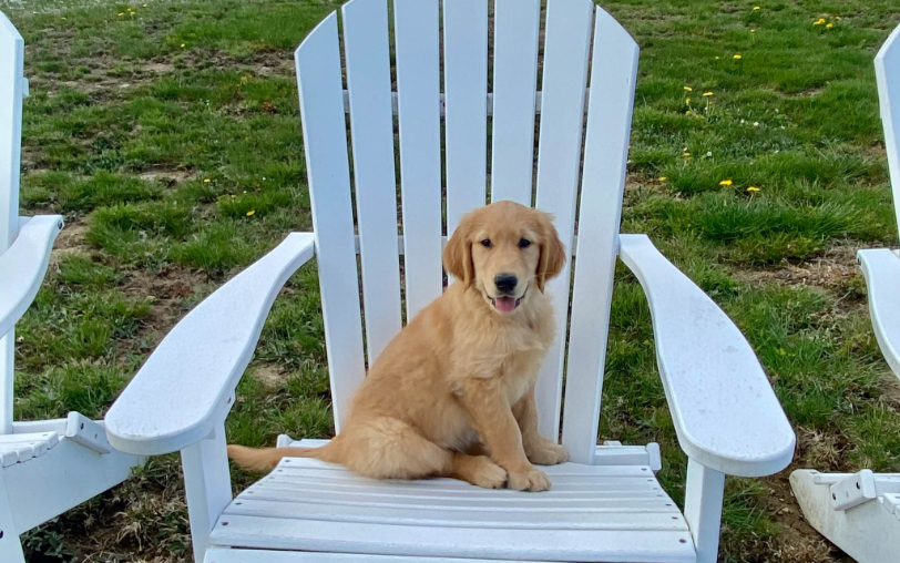 Pawsitively Perfect Inn